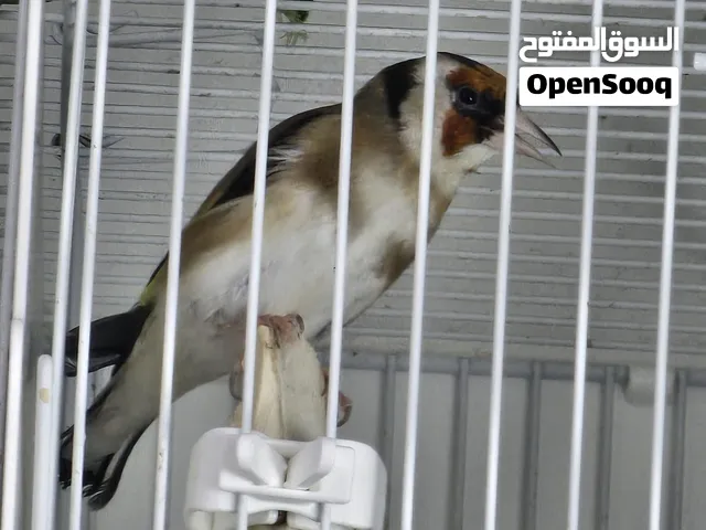 حسون شيخ طفره بارفا ترابي