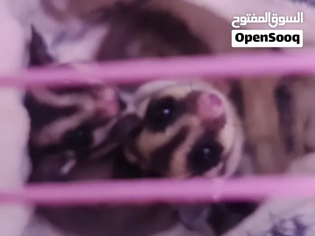 زوج شوقر قلايدر اليفين وصحتهم ممتازه
