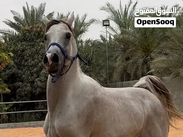 فحل عربي عمره من 4-5 حالته زينه بدون إصابات فحل هادي مناسب للركوب سبب البيعه ودي ب خيل ثاني