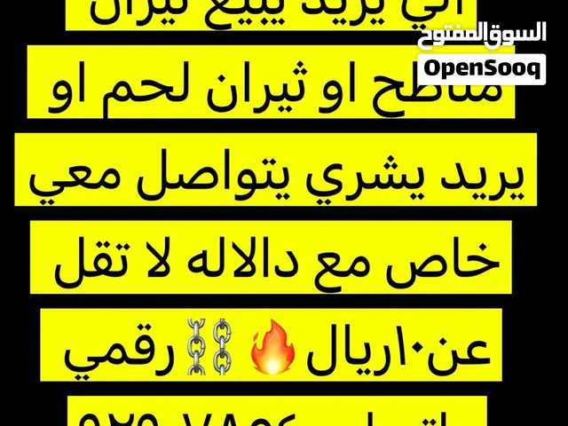 بيع ثيران و شراء