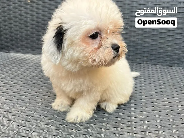 Shipoo puppies