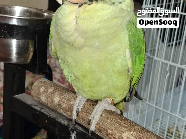 Alexendra jumbo parrot