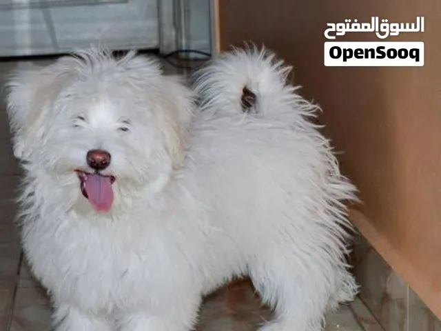 كلب لولو ابيض للبيع