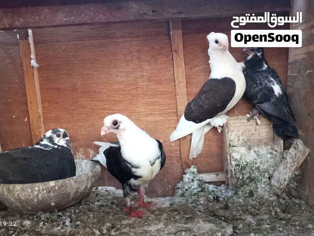 قص كشك وفوليه ومعاهم قص زغاليل كبار