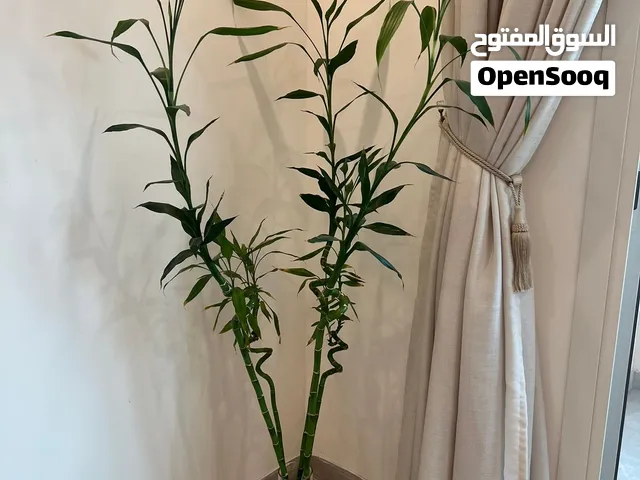 عصا موسى للبيع