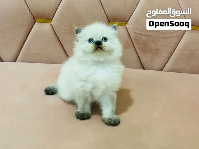 هملايا بيور