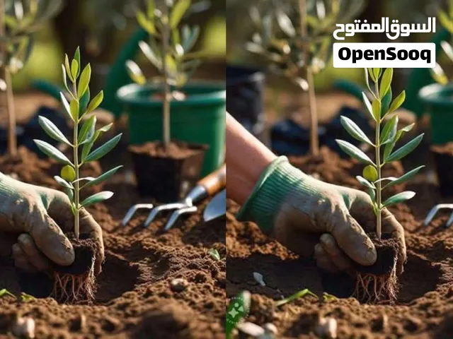 شتلات زيتون مثمر للبيع
