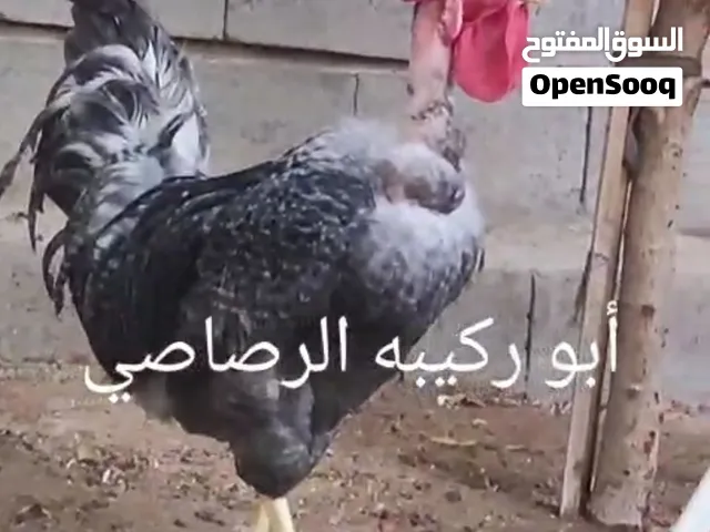 افراح عرب ابو ركيبه رصاصي نقي الحلال مامضرب اخوان عرب نقي نقي