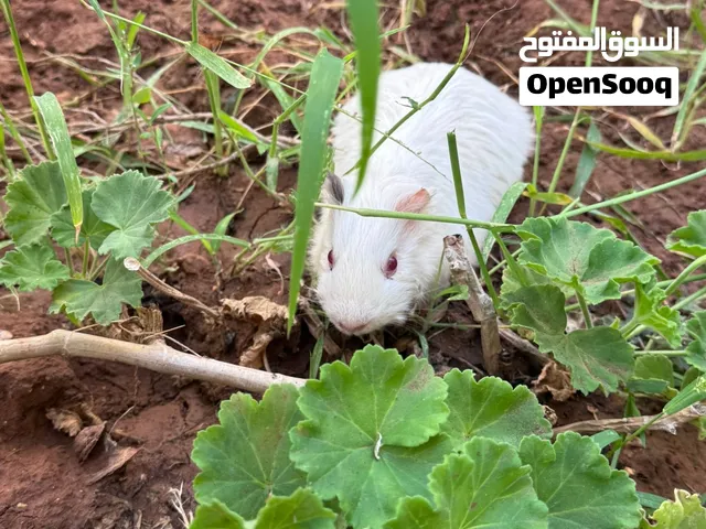 هامستر ابيضّ