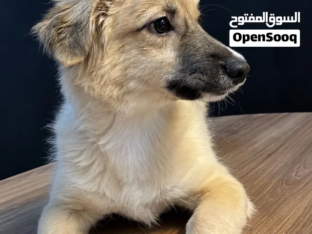 Pomeranian × Jack Russell Puppy  بوميرانيان × جاك راسل