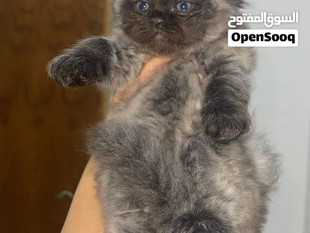 قط ذكر سكوتش فولد