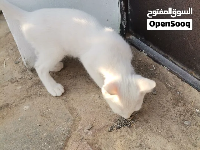 قطط للتبني الوصف مهم