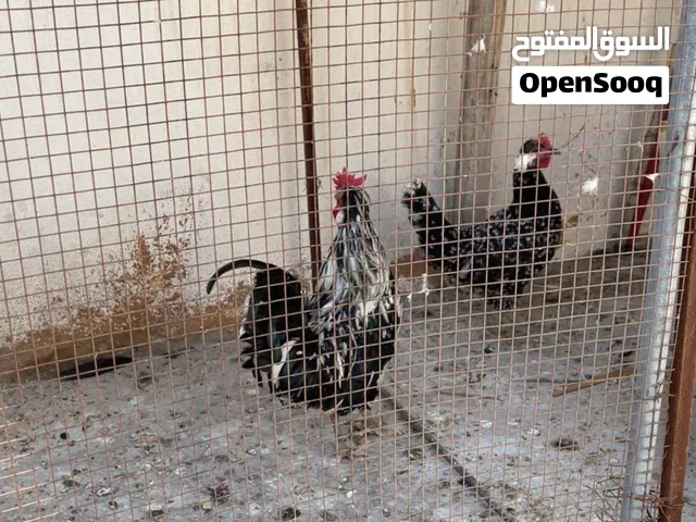 حمام طير الحب