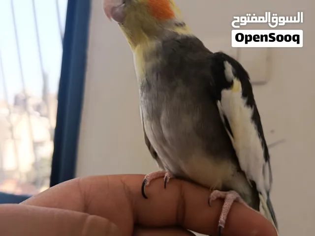 جوز كوكتيل شغال مليون بل ميه ومجرب وعندي منه فراخ