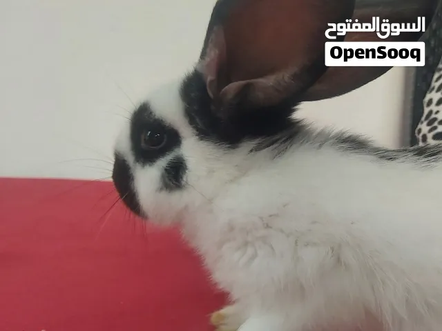 السلام عليكم  متوفر بفضل الله كوبيات بابيون دم صافي  عمر كوبيات من شهرين حتي 3شهور  من أمهات استيراد
