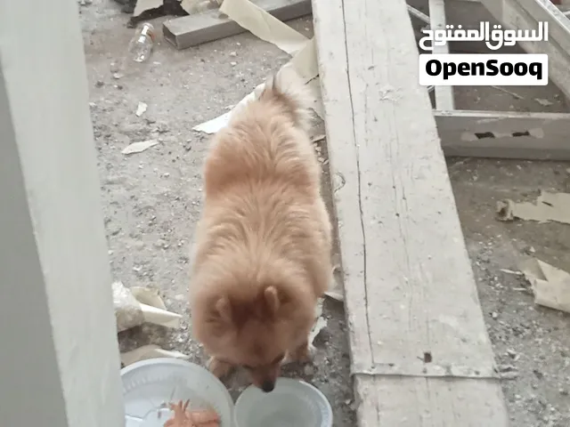 كلب للبيع باقل الاسعار