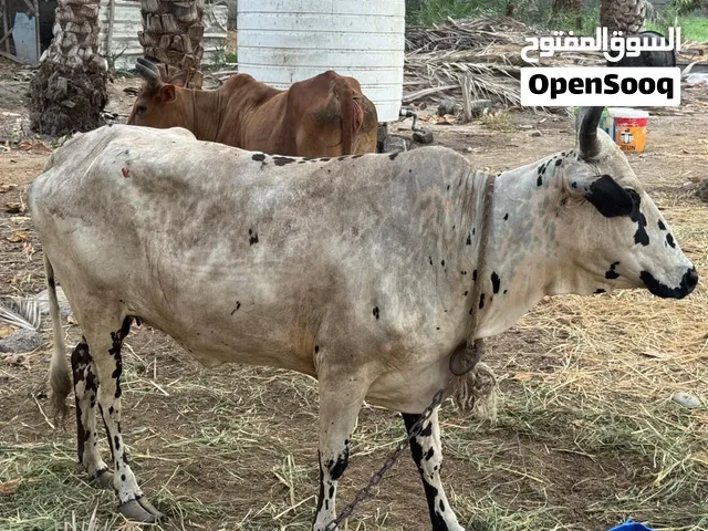 ماشاءالله تبارك الرحمن