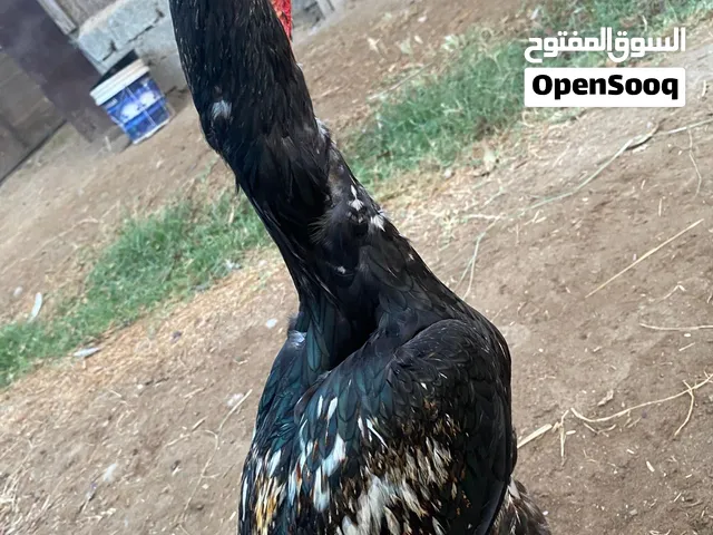 ديك باكستاني