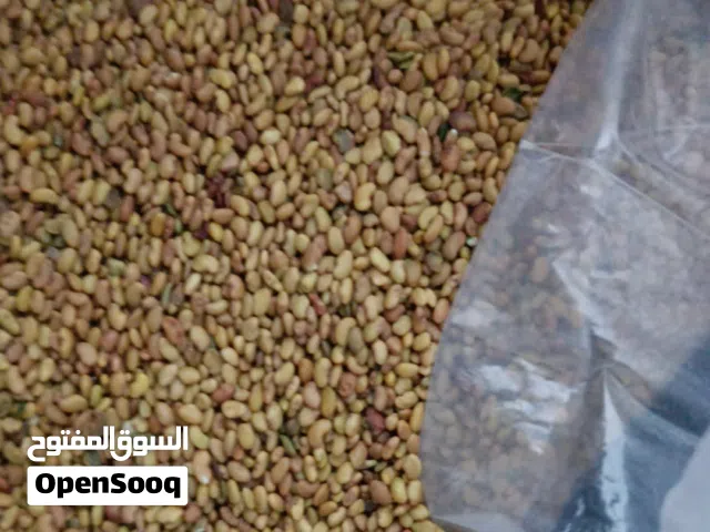 برسيم حجازي ومسقاوي 25 كيلو – أسعار الجملة