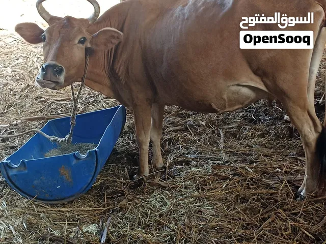 بقرة تهجين عشار