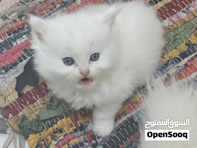قطط صغيره بيضاء