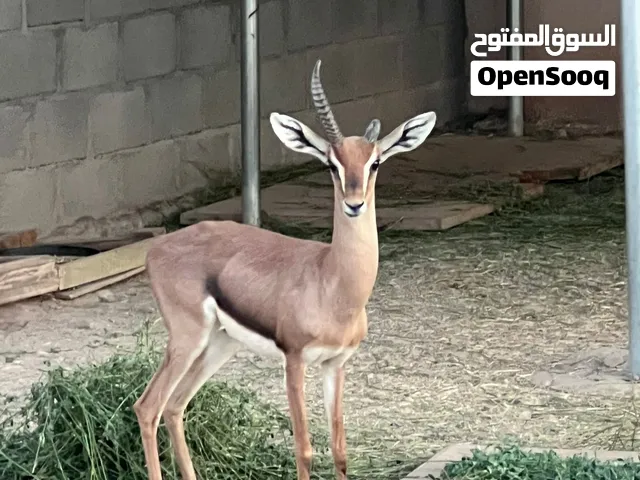 الغزال العربي الديماني