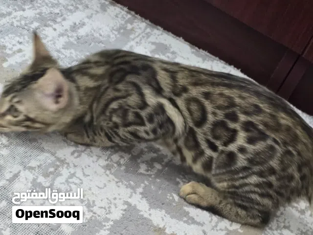 Pure Bengal Kitten