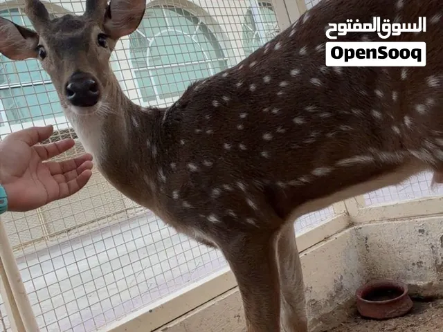 غزال axis deer