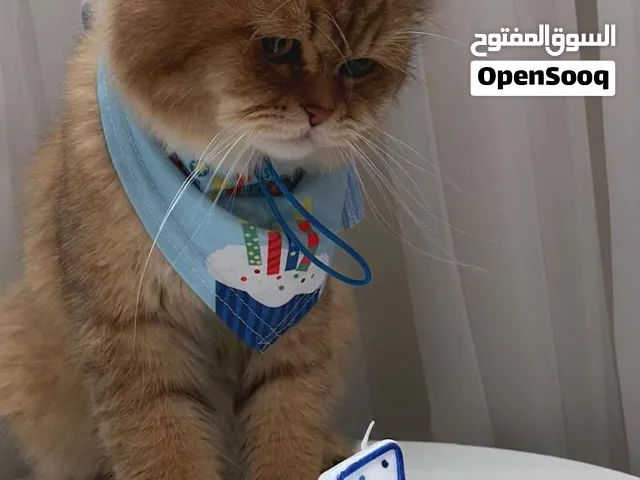سكوتش و شيرازي مع البسورت  الأثنين سعرهم 250
