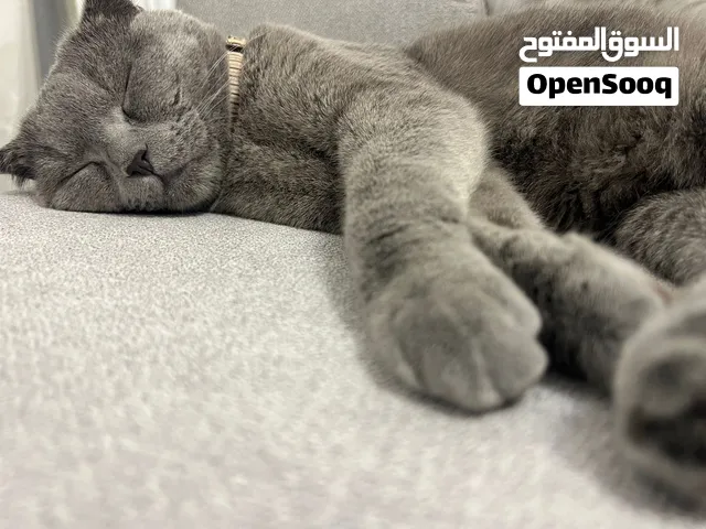 سكوش فولد للبيع 60