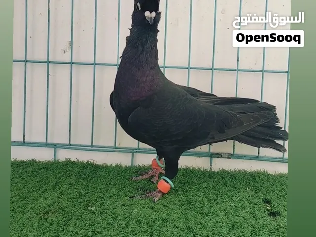 جوز عبيد عثماني