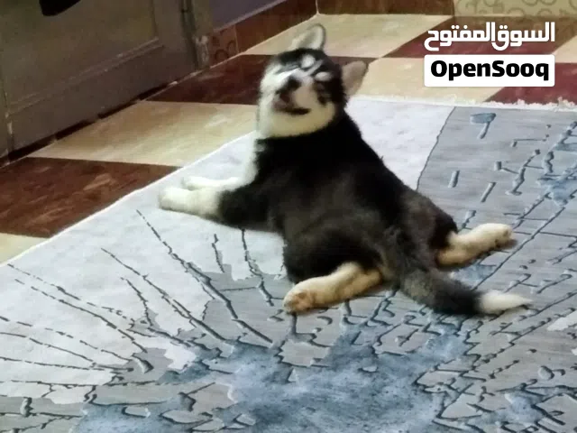 كلب هاسكي سيبيري للبيع عين و عين مطعم