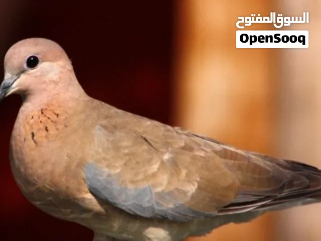 حمام بري او حمام جبل
