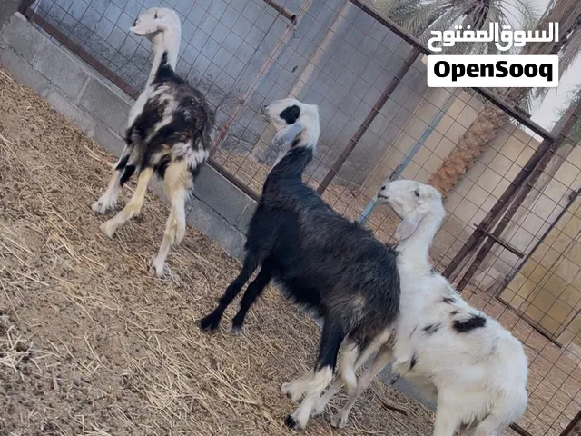 جعد نجديات حجم راهي