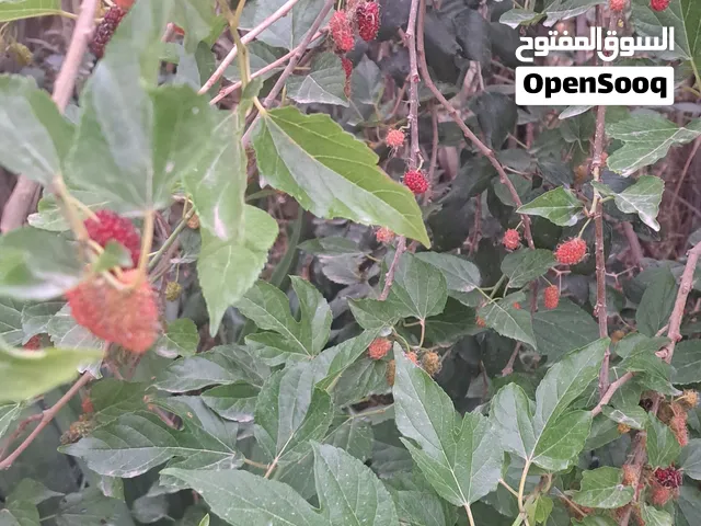 شاله للبيع