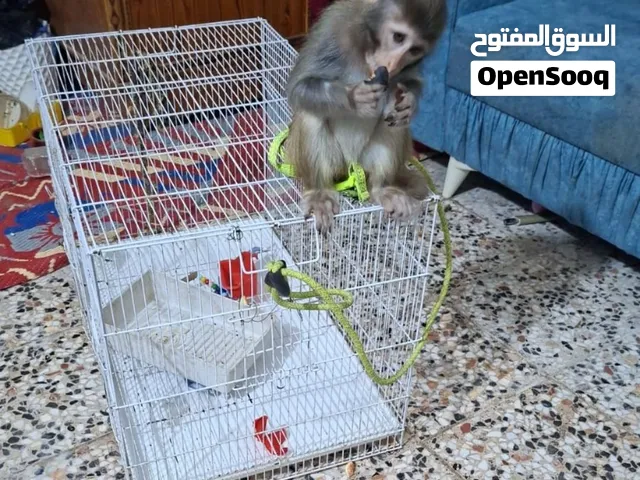 قرد للبيع مستعجل عمر 10اشهر او اقل