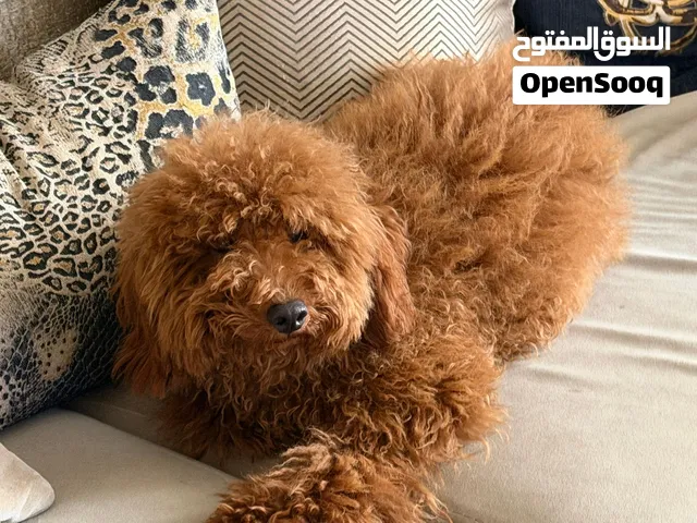 بودل ميني ذكر للبيع