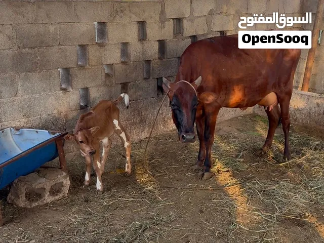 بقره نمساويه تحتها عجل ولد اربع ايام وحليبها وافر
