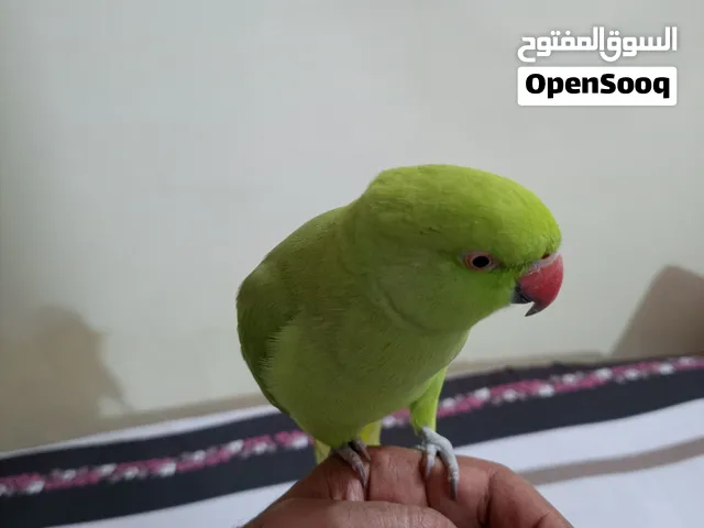 ببغاء دره اليف بداية كلام عمر سنه او اقل نضيف جدا السعر 250 مع القفص المكان ابو الخصيب محيله