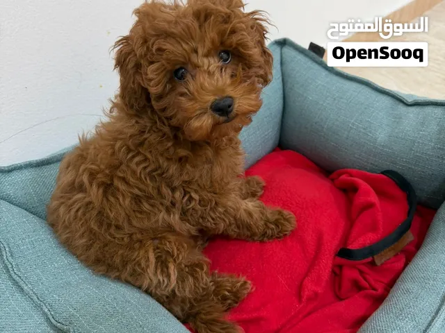 Very lovely pure poodle puppy