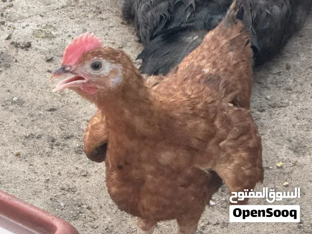 دجاج عربي  ومنوع نوعيه فالخره العمر 3 شهور مطعمين وبتامين سي