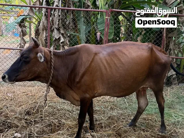 بقره راعية حليب