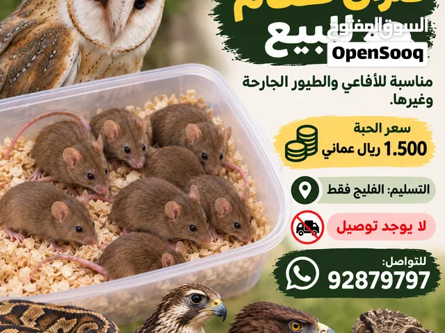فئران طعام للبيع