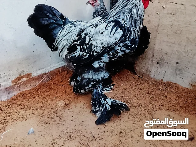 السلام عليكم كوبيه دجاج برهما ربي يبارك دجاجه قريب تفتح ربي يبارك