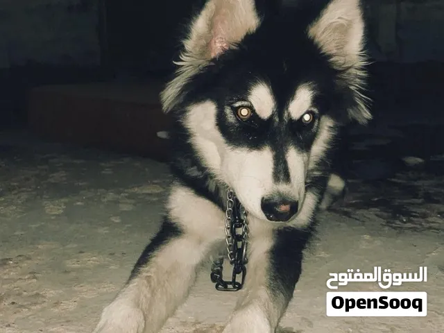 كلب للبيع العمر ست اشهر