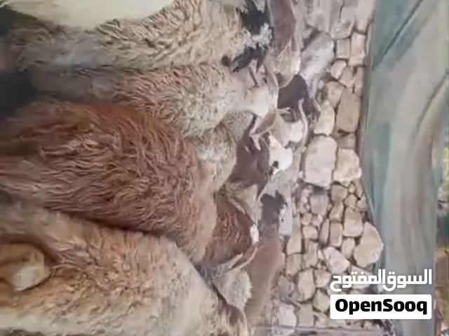 خرفان لحم للبيع