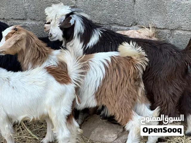جدايا عمانيات جباليات شتويات سمان ما شاء الله حلال طيب للتربيه وللذبح جاهزات