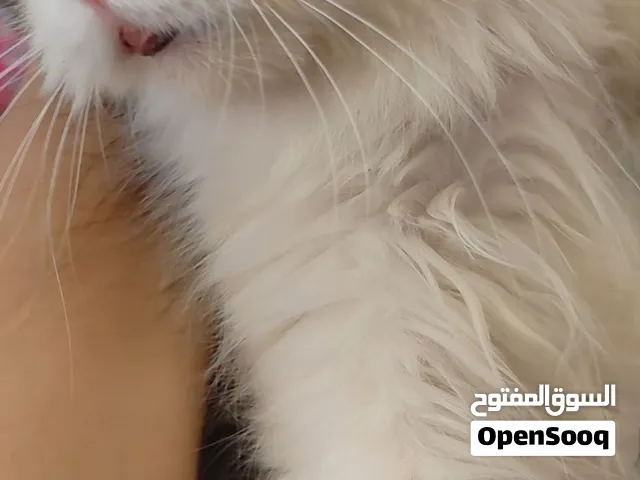 قط قط هيمالايا للبيع