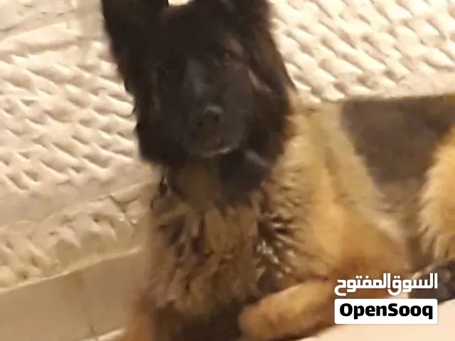 كلب أنثى جيرمن شورت لاين للبيع بسعر لقطة