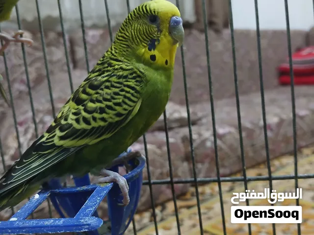 عصافير بادجي